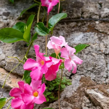 Il Nido Degli Angeli * Ravello